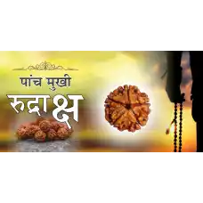 5 Mukhi Rudraksh (6.0)